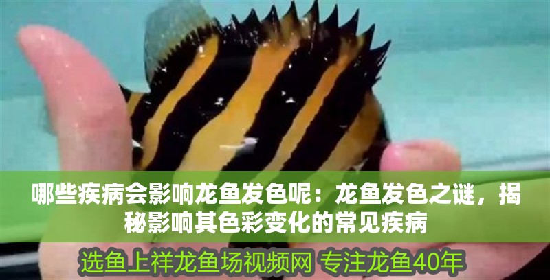 哪些疾病會影響龍魚發色呢：龍魚發色之謎，揭秘影響其色彩變化的常見疾病