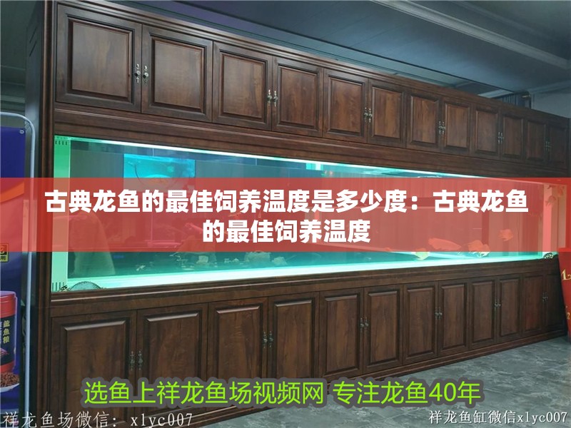 古典龍魚的最佳飼養溫度是多少度：古典龍魚的最佳飼養溫度