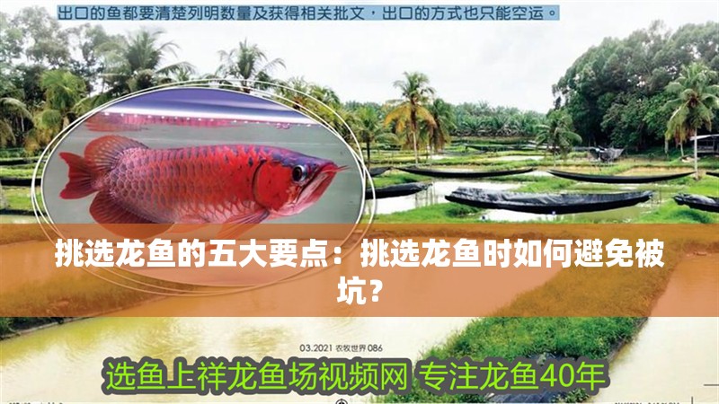 挑選龍魚的五大要點：挑選龍魚時如何避免被坑？