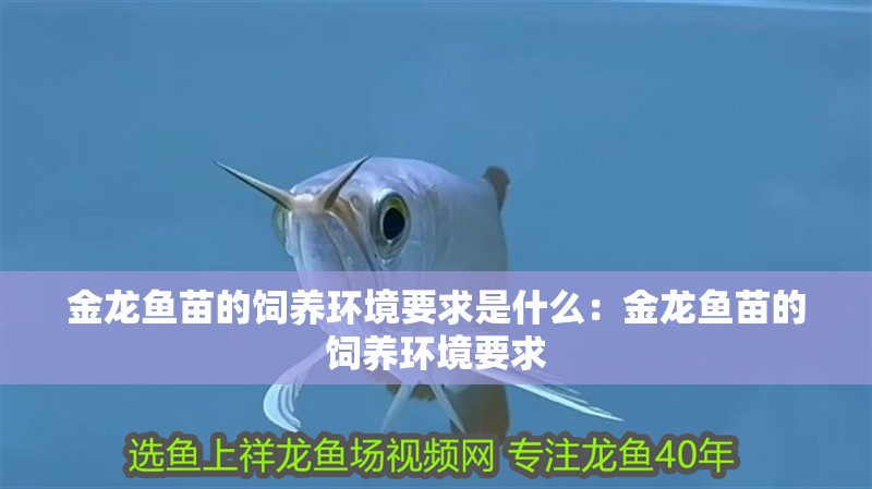 金龍魚苗的飼養環境要求是什么：金龍魚苗的飼養環境要求