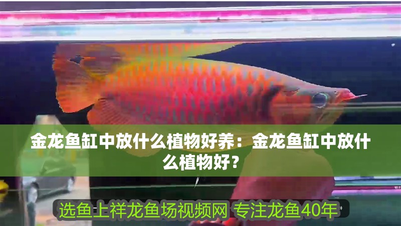 金龍魚缸中放什么植物好養：金龍魚缸中放什么植物好？