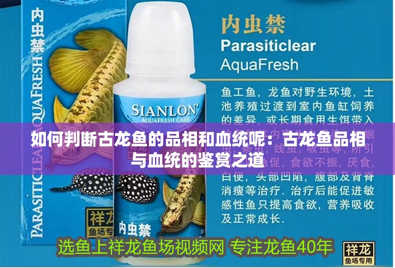如何判斷古龍魚(yú)的品相和血統(tǒng)呢：古龍魚(yú)品相與血統(tǒng)的鑒賞之道
