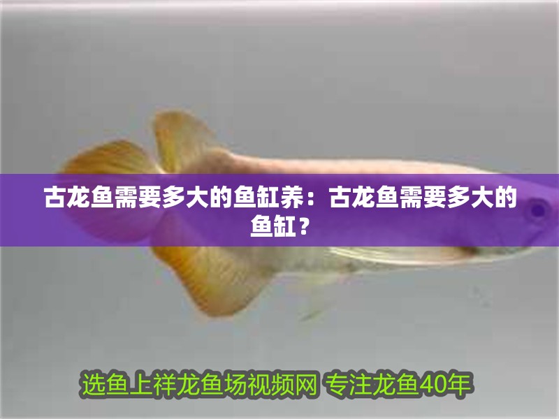 古龍魚需要多大的魚缸養：古龍魚需要多大的魚缸？