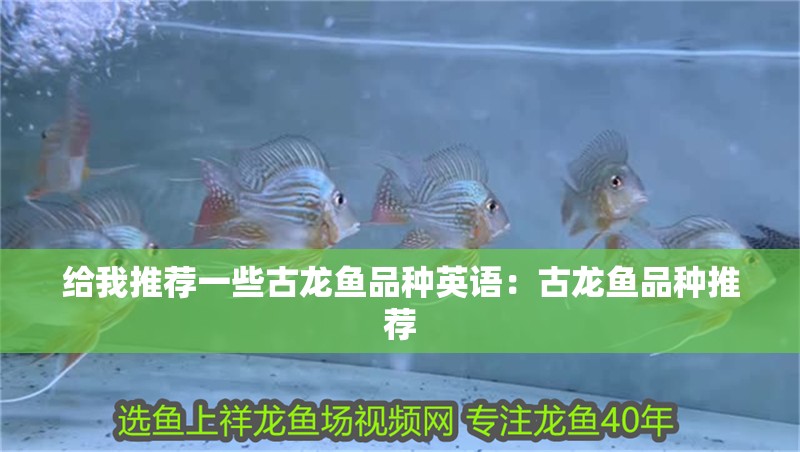 給我推薦一些古龍魚品種英語：古龍魚品種推薦