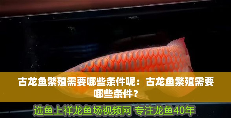 古龍魚繁殖需要哪些條件呢：古龍魚繁殖需要哪些條件？