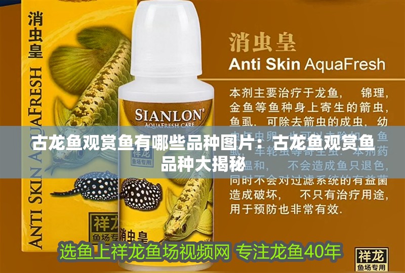 古龍魚觀賞魚有哪些品種圖片：古龍魚觀賞魚品種大揭秘