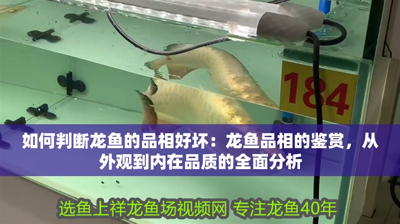 如何判斷龍魚的品相好壞：龍魚品相的鑒賞，從外觀到內在品質的全面分析 如何判斷龍魚的品相好壞：龍魚品相的鑒賞，從外觀到內在品質的全面分析 水族問答