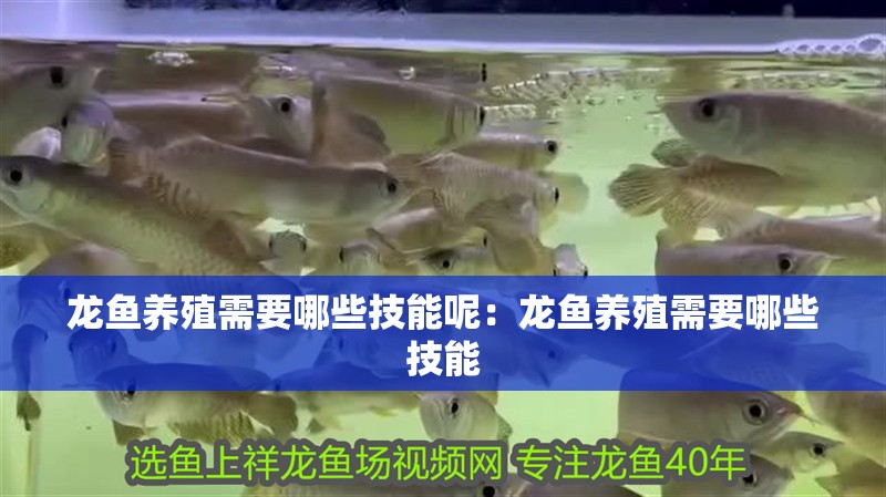 龍魚養殖需要哪些技能呢：龍魚養殖需要哪些技能