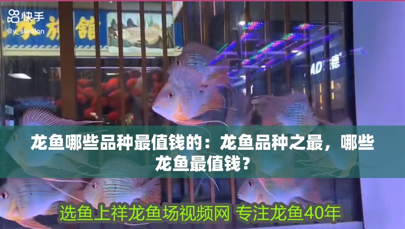 龍魚哪些品種最值錢的：龍魚品種之最，哪些龍魚最值錢？
