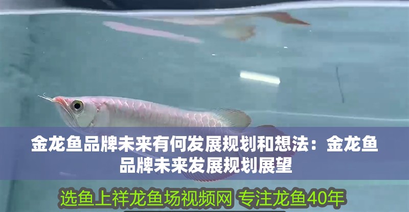 金龍魚品牌未來有何發展規劃和想法：金龍魚品牌未來發展規劃展望