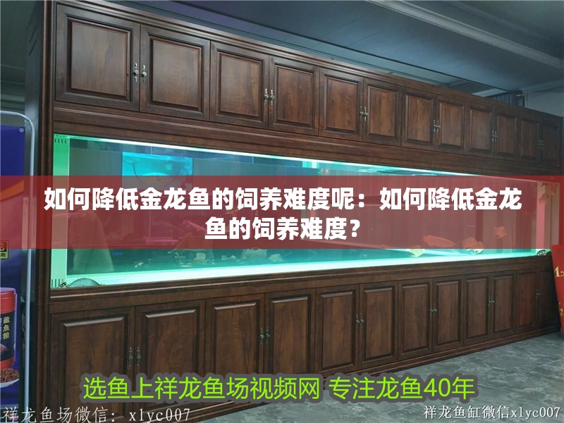 如何降低金龍魚的飼養難度呢：如何降低金龍魚的飼養難度？