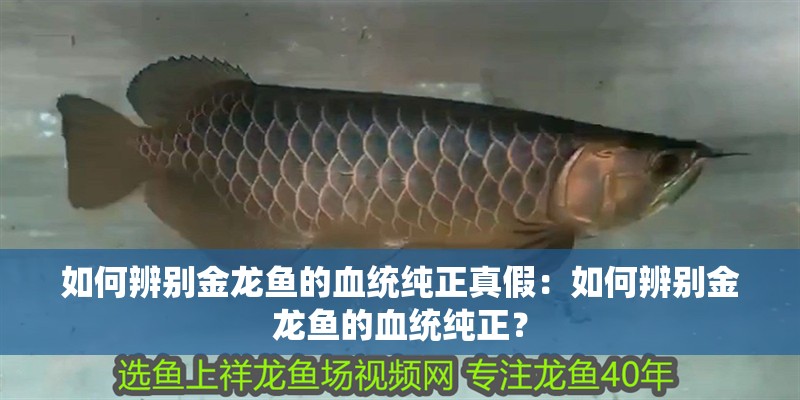 如何辨別金龍魚的血統純正真假：如何辨別金龍魚的血統純正？