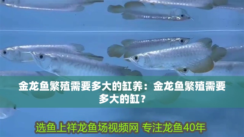 金龍魚(yú)繁殖需要多大的缸養(yǎng)：金龍魚(yú)繁殖需要多大的缸？