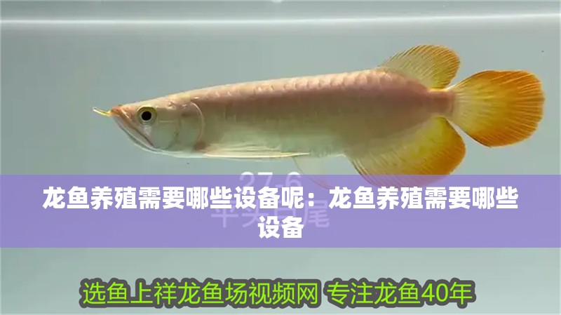 龍魚養(yǎng)殖需要哪些設(shè)備呢：龍魚養(yǎng)殖需要哪些設(shè)備