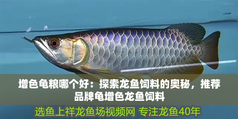 增色龜糧哪個好：探索龍魚飼料的奧秘，推薦品牌龜增色龍魚飼料