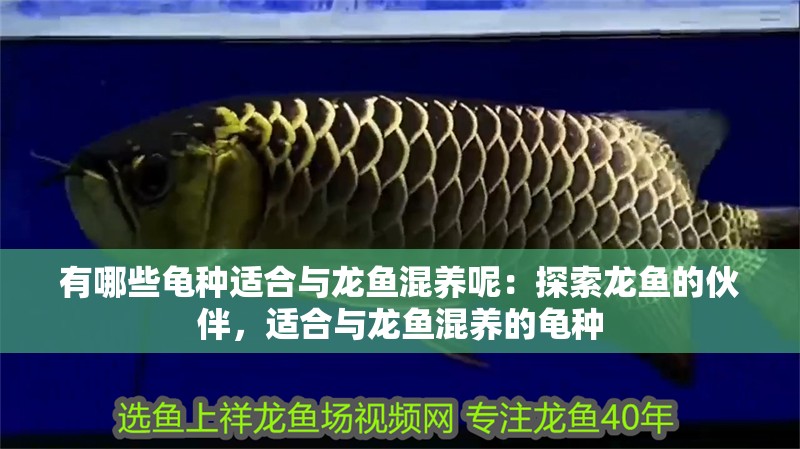 有哪些龜種適合與龍魚混養(yǎng)呢：探索龍魚的伙伴，適合與龍魚混養(yǎng)的龜種