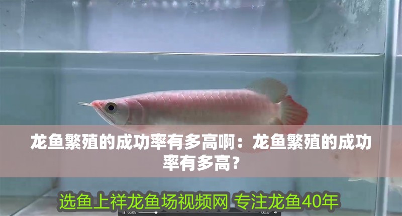 龍魚繁殖的成功率有多高啊：龍魚繁殖的成功率有多高？