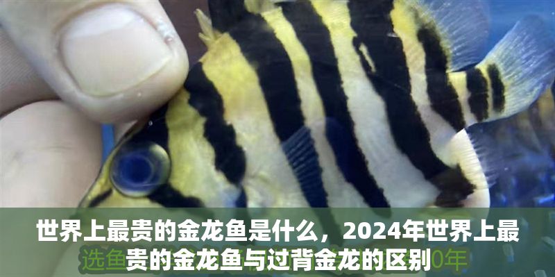 世界上最貴的金龍魚是什么，2024年世界上最貴的金龍魚與過背金龍的區(qū)別