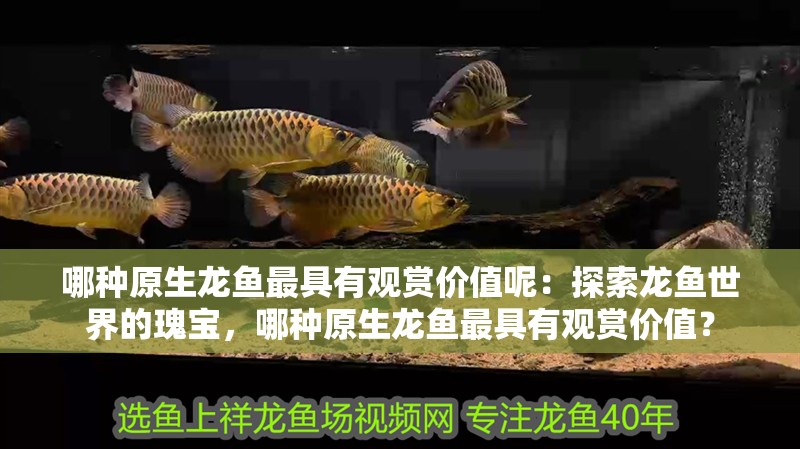 哪種原生龍魚最具有觀賞價值呢：探索龍魚世界的瑰寶，哪種原生龍魚最具有觀賞價值？