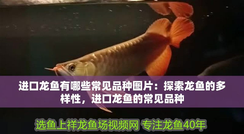 進(jìn)口龍魚有哪些常見品種圖片：探索龍魚的多樣性，進(jìn)口龍魚的常見品種