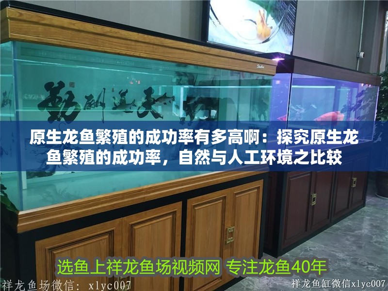 原生龍魚繁殖的成功率有多高?。禾骄吭堲~繁殖的成功率，自然與人工環境之比較