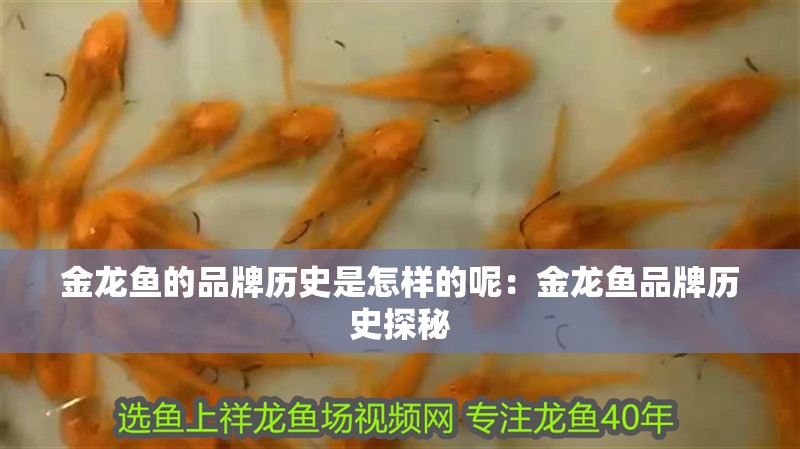 金龍魚的品牌歷史是怎樣的呢：金龍魚品牌歷史探秘