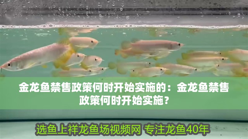 金龍魚禁售政策何時開始實施的：金龍魚禁售政策何時開始實施？