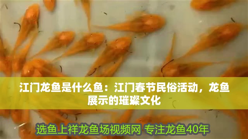 江門龍魚是什么魚：江門春節民俗活動，龍魚展示的璀璨文化