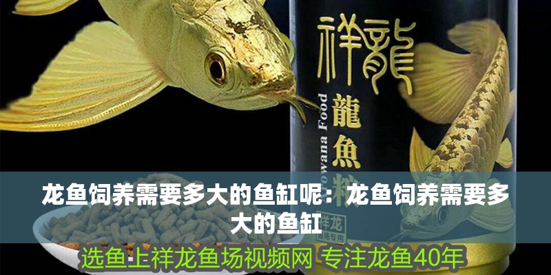 龍魚飼養(yǎng)需要多大的魚缸呢：龍魚飼養(yǎng)需要多大的魚缸