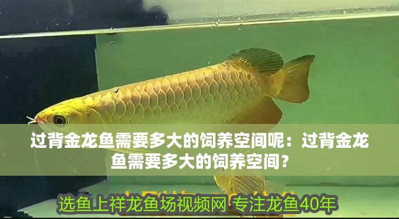 過背金龍魚需要多大的飼養(yǎng)空間呢：過背金龍魚需要多大的飼養(yǎng)空間？