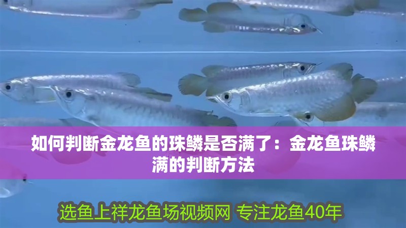 如何判斷金龍魚的珠鱗是否滿了：金龍魚珠鱗滿的判斷方法