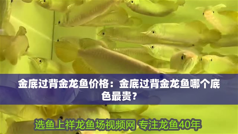 金底過背金龍魚價格：金底過背金龍魚哪個底色最貴？