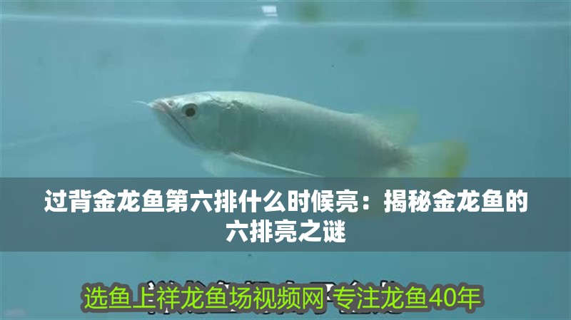 過背金龍魚第六排什么時候亮：揭秘金龍魚的六排亮之謎