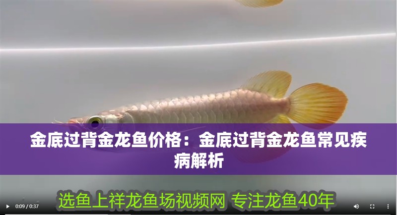 金底過背金龍魚價格：金底過背金龍魚常見疾病解析