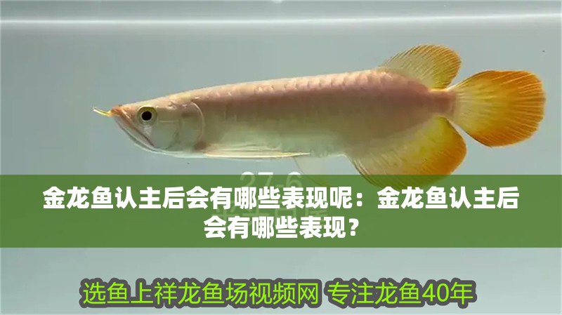 金龍魚認主后會有哪些表現呢：金龍魚認主后會有哪些表現？