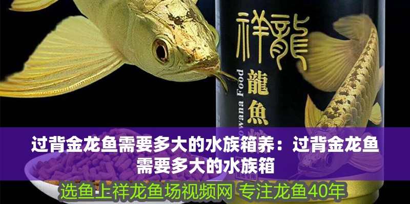 過背金龍魚需要多大的水族箱養：過背金龍魚需要多大的水族箱