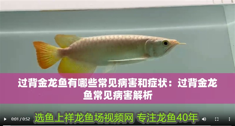 過背金龍魚有哪些常見病害和癥狀：過背金龍魚常見病害解析