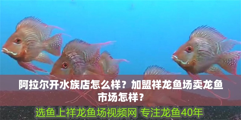 阿拉爾開水族店怎么樣？加盟祥龍魚場賣龍魚市場怎樣？