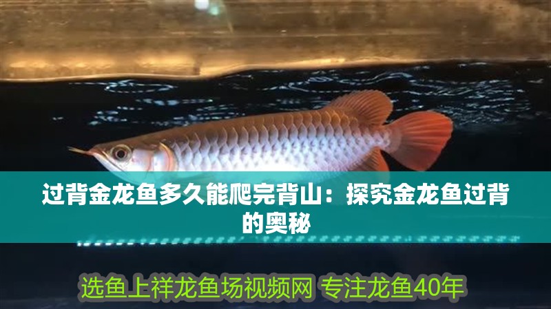 過背金龍魚多久能爬完背山：探究金龍魚過背的奧秘