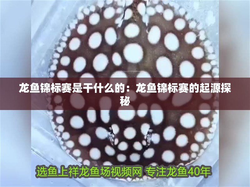 龍魚錦標(biāo)賽是干什么的：龍魚錦標(biāo)賽的起源探秘