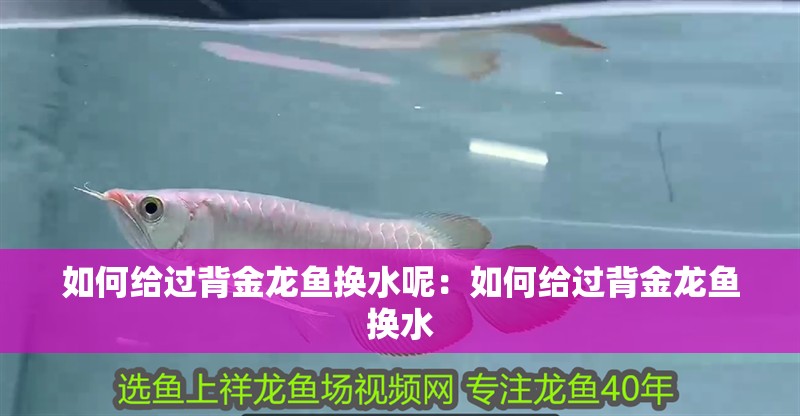 如何給過背金龍魚換水呢：如何給過背金龍魚換水
