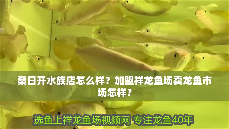 桑日開水族店怎么樣？加盟祥龍魚場賣龍魚市場怎樣？
