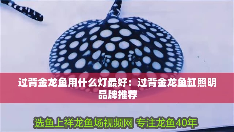 龍魚干蝦有營養嗎 過背金龍魚用什么燈最好:過背金龍魚缸照明品牌推薦 水族問答 過背金龍魚用什么燈最好:過背金龍魚缸照明品牌推薦 過背金龍魚用什么燈最好:過背金龍魚缸照明品牌推薦 水族問答
