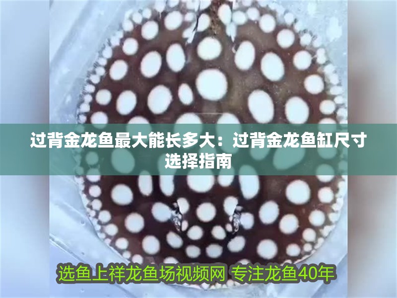 過背金龍魚最大能長多大：過背金龍魚缸尺寸選擇指南