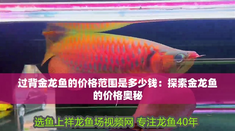 過背金龍魚的價格范圍是多少錢：探索金龍魚的價格奧秘