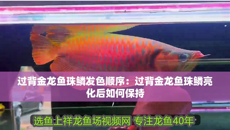 過背金龍魚珠鱗發(fā)色順序：過背金龍魚珠鱗亮化后如何保持