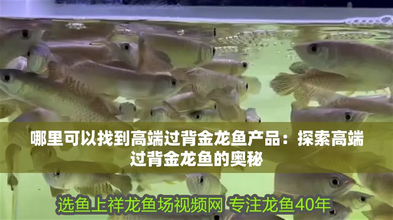 哪里可以找到高端過背金龍魚產(chǎn)品：探索高端過背金龍魚的奧秘