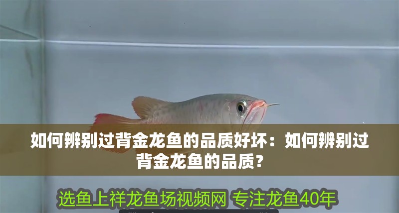 如何辨別過背金龍魚的品質好壞：如何辨別過背金龍魚的品質？
