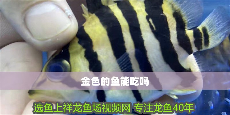 金色的魚能吃嗎