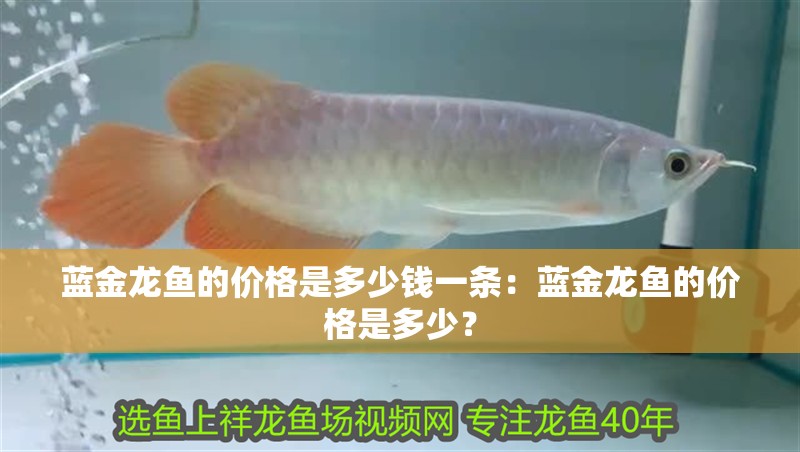藍金龍魚的價格是多少錢一條：藍金龍魚的價格是多少？
